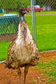 EMU