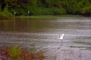 White Egret