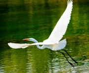 Launching White Heron