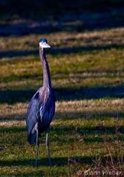 Standing Blue Heron