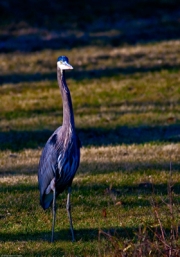 Standing Blue Heron