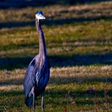 Standing Blue Heron