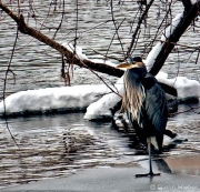 Winter Blue Heron