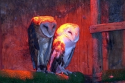 BarnOwls