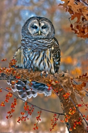 Barred Owl