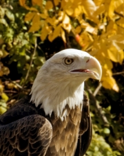 FallEagle