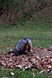 GroundHog