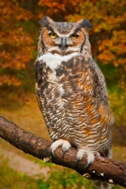Horned_Owl