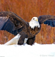 Launching Bald Eagle