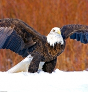 Launching Bald Eagle