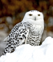 Snow owl