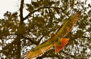 Red-tailed Hawk