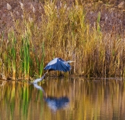 Launching Blue Heron