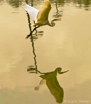 White in Flight