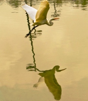 White in Flight