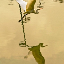 White in Flight