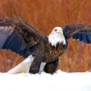 Launching Bald Eagle