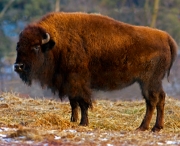 Buf2LABII