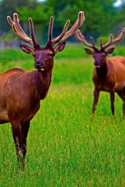 Michigan Elk