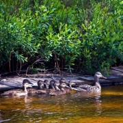 FamilyofDucks