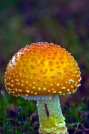 Grub