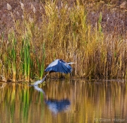 Launching Blue Heron