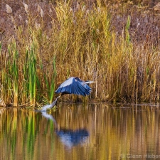 Launching Blue Heron