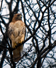 Madison_Red-tail