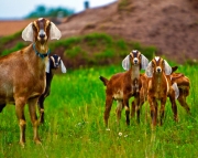 Nubian Goats