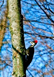 PileatedWoodpecker