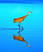 Sandhill Symetry