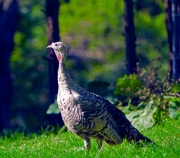 WildTurkey