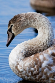 Young_Swan